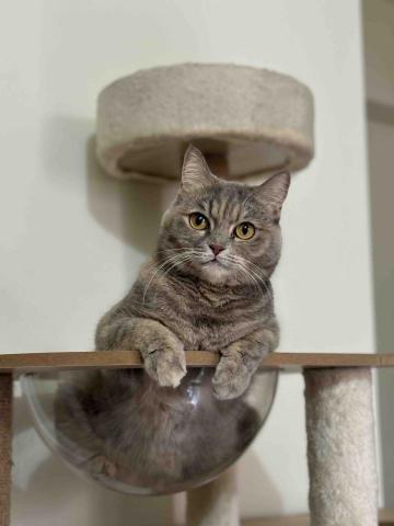 靜靜寵物到府散步_圖文創作_影片拍攝剪輯 - 