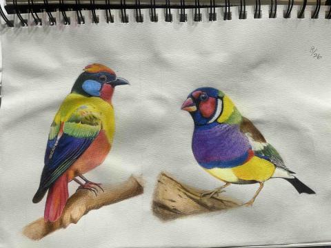 劉羽淇 - 色鉛筆