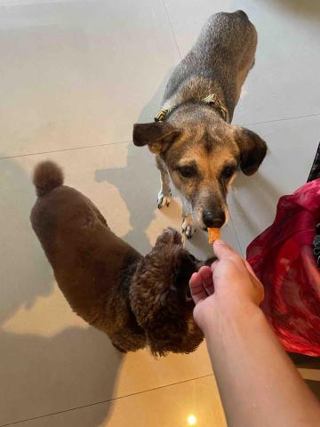 林廷軒 - 客戶家的可愛狗狗