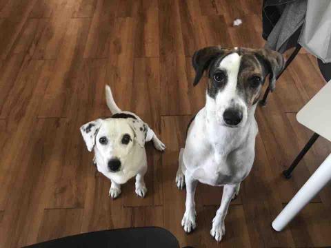 林廷軒 - 客戶家的可愛狗狗