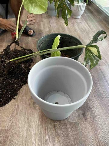 嵐庭花藝植栽 - 