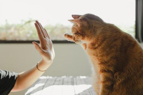 零參零攝影工作室 - 寵物攝影