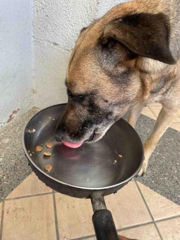 林廷軒 - 客戶家的可愛狗狗