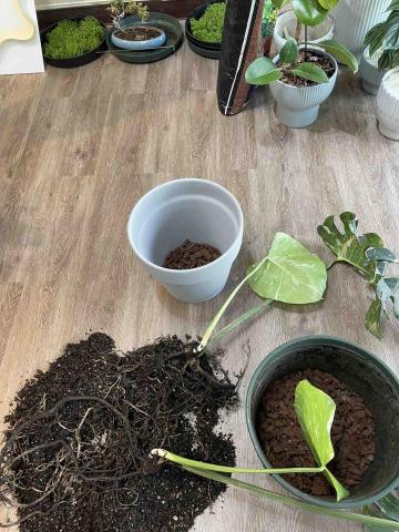 嵐庭花藝植栽 - 