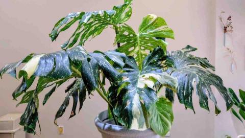 嵐庭花藝植栽 - 