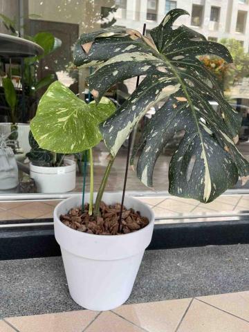 嵐庭花藝植栽 - 