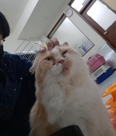 林興甫 - 住院部嚕貓