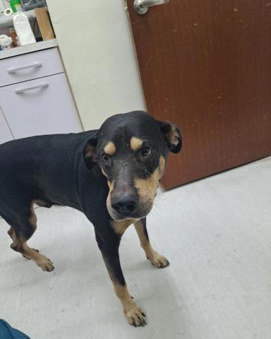 林興甫 - 走失狗狗