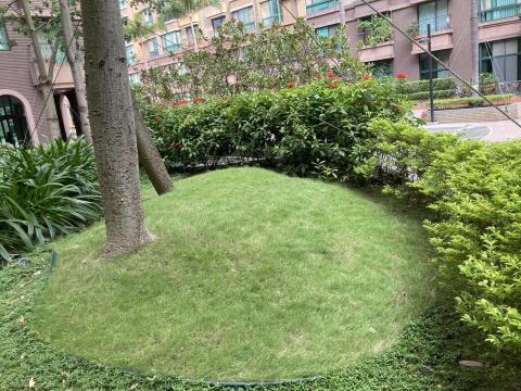 揚子園藝工程行 -  揚子園藝工程行 -