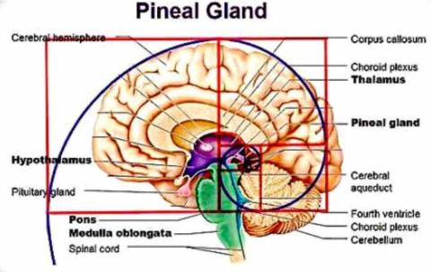 顏老師🥇數學家教🎓 - 黃金比例3