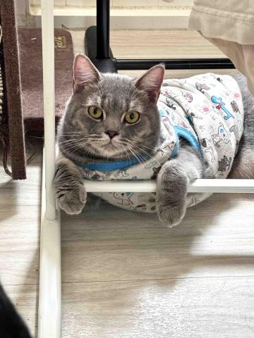 郭馨羽 - 我兒子英短藍虎斑-沽溜