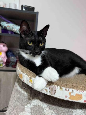 郭馨羽 - 我的第一隻貓咪-大兒子Oreo 