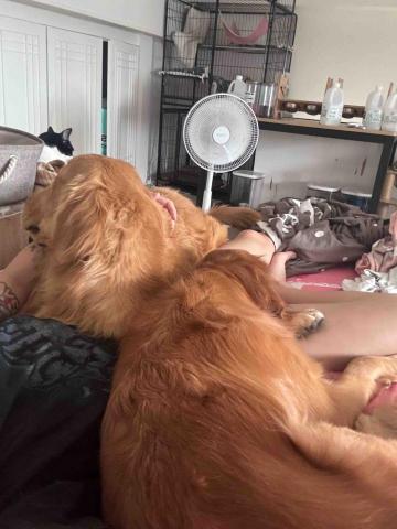 郭馨羽 - 平常就是黏著我睡覺的兩寶