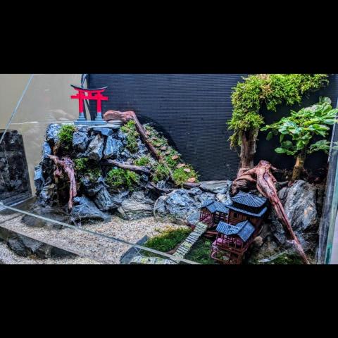 momo  - 水陸缸造景