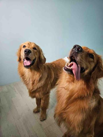 郭馨羽 - 兩隻玩的笑嘻嘻的兒子跟女兒