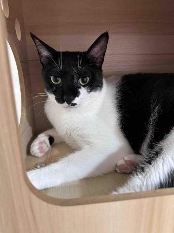 郭馨羽 - 膽小黏人二兒子-米糕