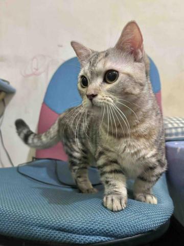 郭馨羽 - 女兒曼赤肯-Ruby 