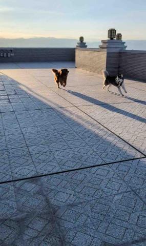 Karen Hsieh - 自由奔跑又有圍欄的環境，讓狗狗自由奔放不受限制 安全又有保障