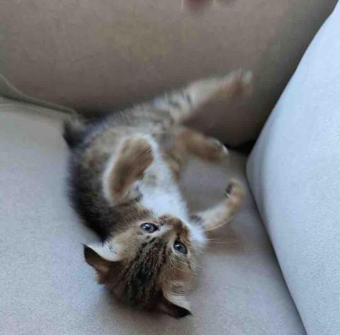 Karen Hsieh - 一個月大寄宿小奶貓