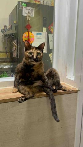 毛管家寵物保母 - 