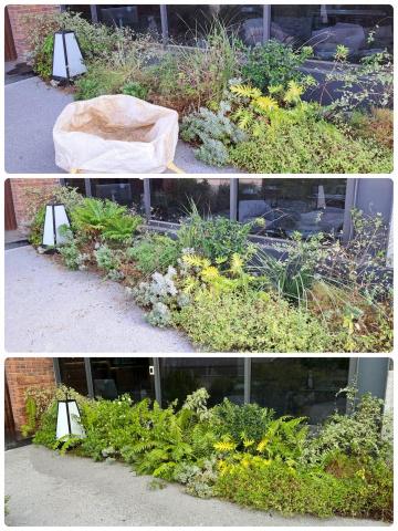 陳順益 - 植栽重新規劃前中後