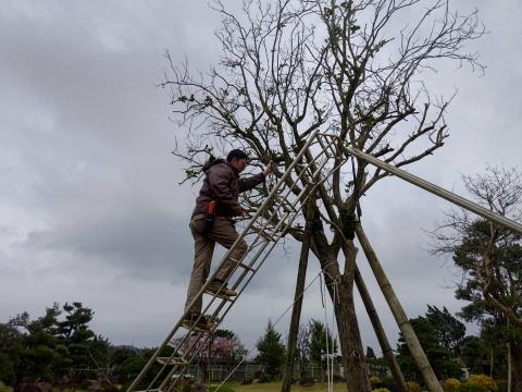 陳順益 - 樹木修剪