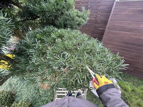 陳順益 - 羅漢松修剪