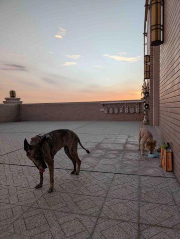 Karen Hsieh - 自由奔跑的環境 讓狗狗充足放電