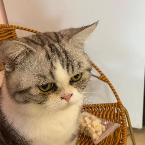 提供代養服務的專家吳苡靖