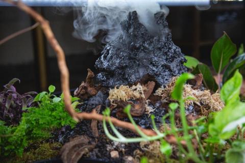 隣人植栽 - 台北甜點店，生態桌，火山擬態