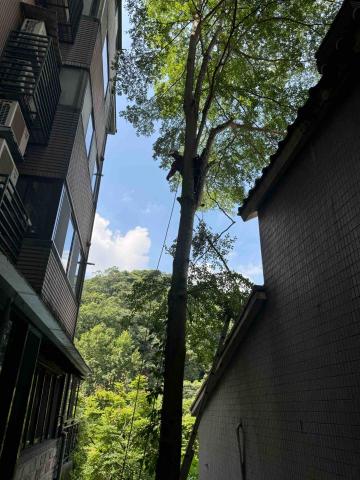 🪽森羽園藝 - 危險樹木修剪