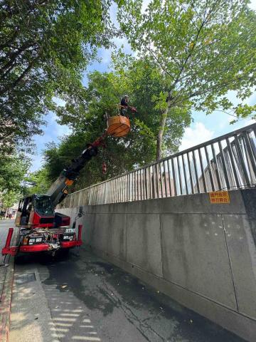 🪽森羽園藝 - 樹木修剪