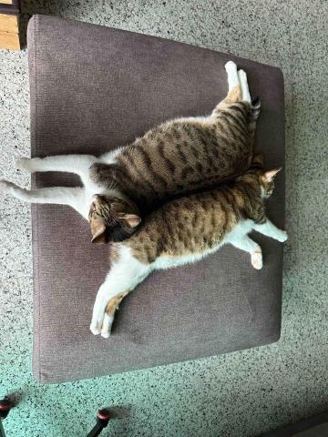 蔡曉佩 - 收養的3毛孩