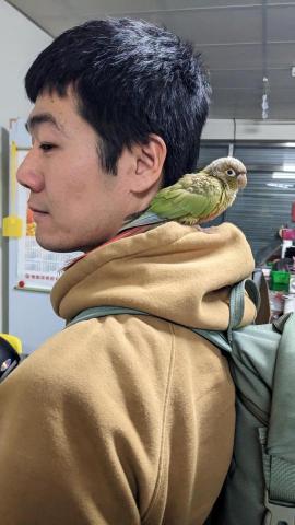 余光祐 - 小太陽鸚鵡