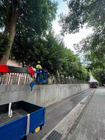 🪽森羽園藝 - 樹木修剪