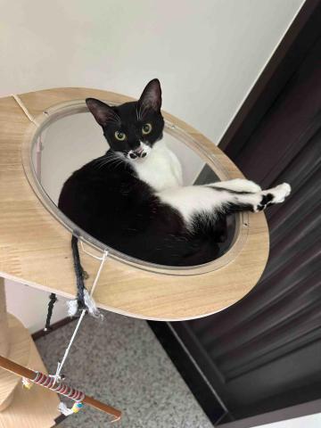 蔡曉佩 - 收養的3毛孩