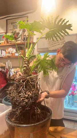 繁華予槿商行 - 換盆換土 植物健康檢查服務 繁華予槿商行 - 換盆換土 植物健康檢查服務