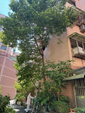 🪽森羽園藝 - 危險樹木修剪