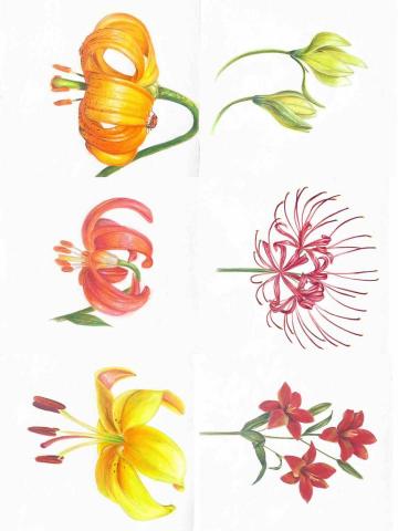 高 - 色鉛筆作品-花