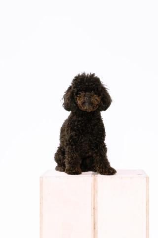 詠境維度 - 寵物拍攝