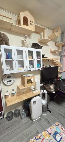 浩浩電工居家修繕 - 螢幕壁掛、貓跳台、壁櫃、貓門設計安裝