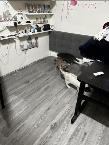 浩浩電工居家修繕 - 塑膠地板更新