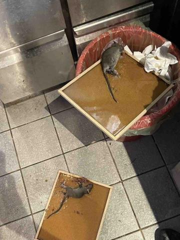 豪家在環衛股份有限公司 - 餐廳鼠害防治