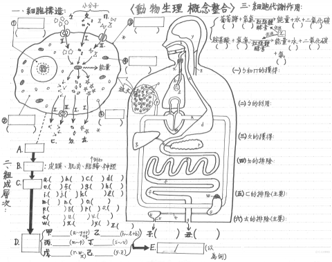 ProTutor 林育審 - 人體生理學概念統整