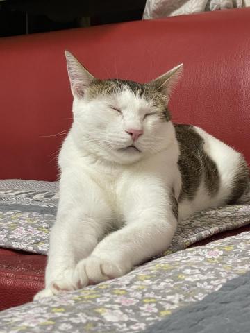 Jamie - 從小養到大的貓貓?