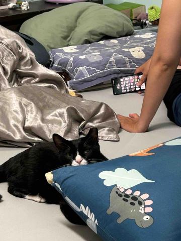 提供ssd救援服務的專家愛動物的女孩