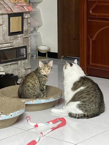 Jamie - 右邊的七歲 左邊的兩歲?