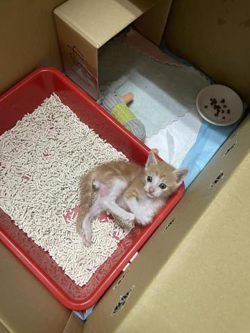 Jamie - 前陣子撿到的小貓 已經順利安置&hearts;️