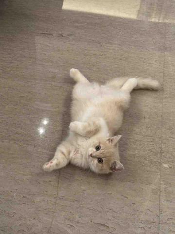 提供erpsap分別服務的專家黃雋嘉