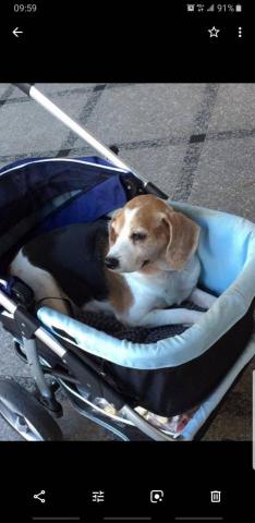 寵物散步遛達 - 